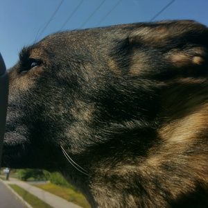 Meet your Posher, Rosa